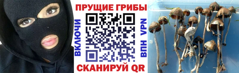 Галлюциногенные грибы прущие грибы  Королёв 